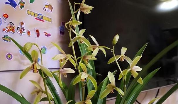 兰花小桃红能承受的最低温度是多少？