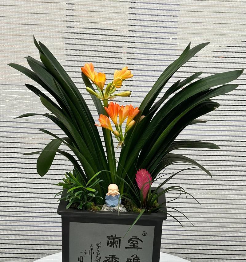 钩织君子兰时应该选择哪种花盆？