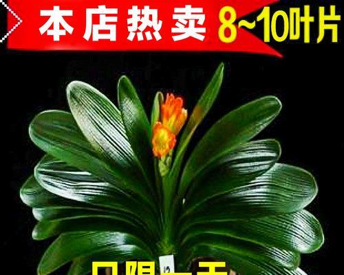 钩织君子兰时应该选择哪种花盆？