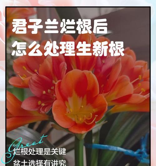 君子兰移盆时是否需要剪根？如何操作？