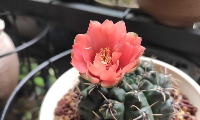 在北方如何种植仙人球花？