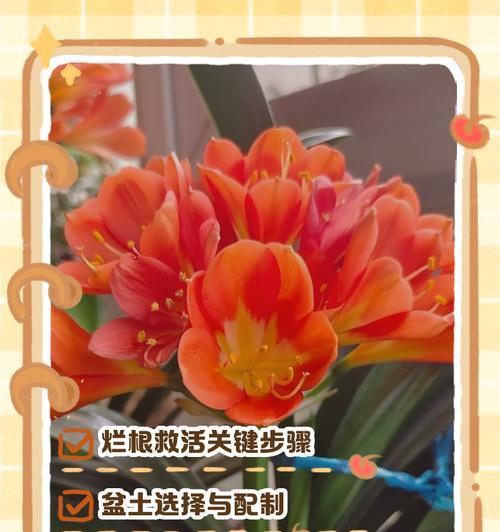 君子兰开花后蔫了该如何处理？