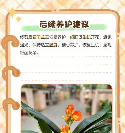 君子兰开花后蔫了该如何处理？