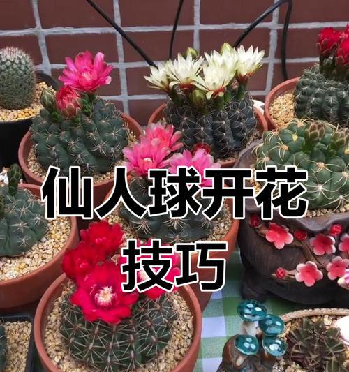 小棵开花仙人球的养护技巧有哪些？