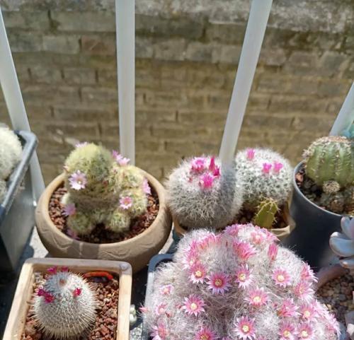 小棵开花仙人球的养护技巧有哪些？