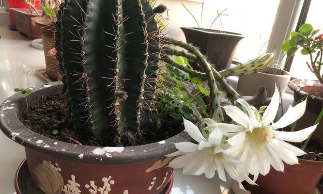 陶瓷蘑菇仙人球开花的条件是什么？