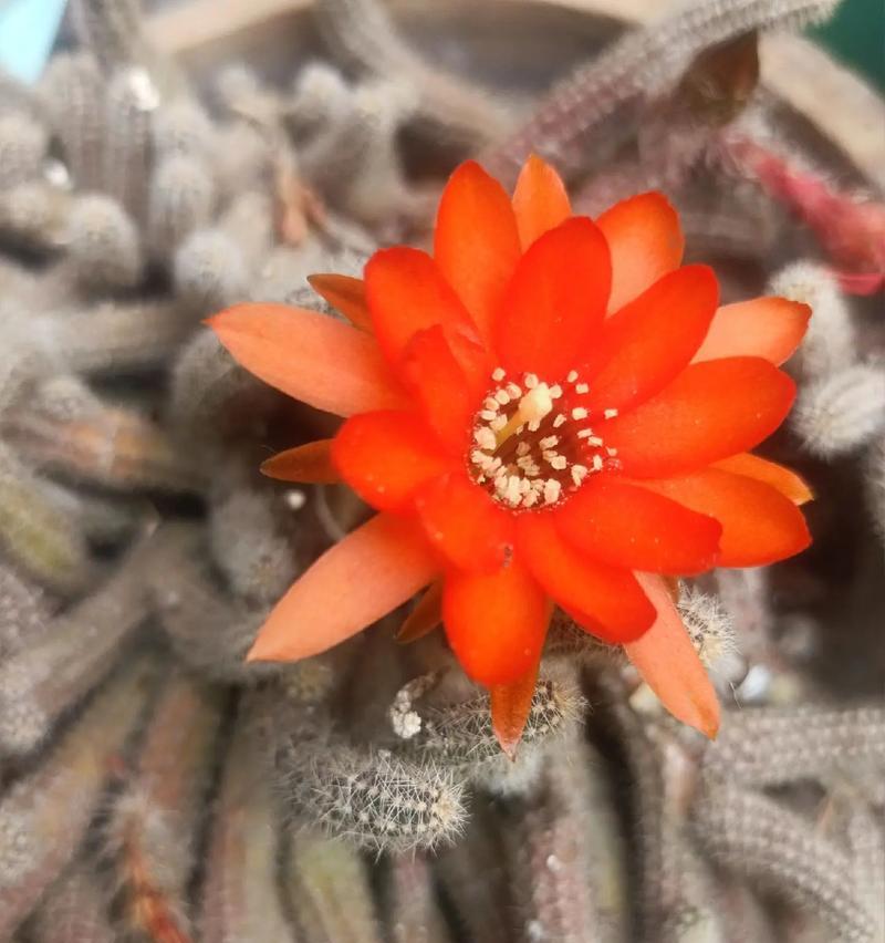 陶瓷蘑菇仙人球开花的条件是什么？