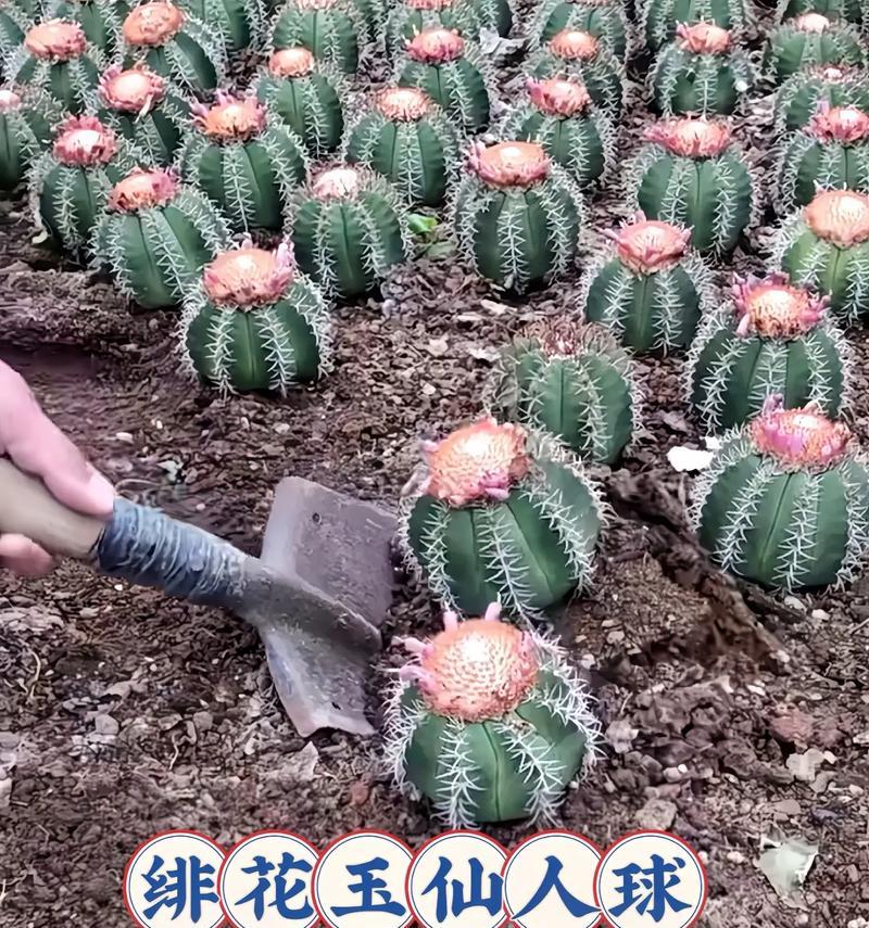 陶瓷蘑菇仙人球开花的条件是什么？