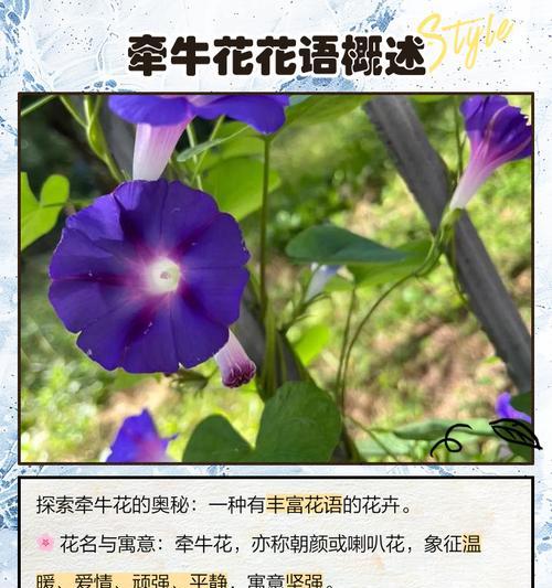 烟丝种植玫瑰花的美观方法是什么？