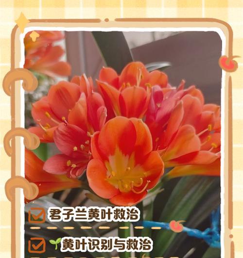 君子兰出现麻脸长叶子应如何处理？