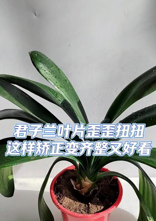 君子兰出现麻脸长叶子应如何处理？