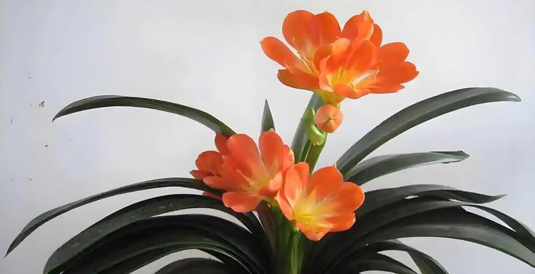 君子兰梅根的养护时间与开花条件是什么？