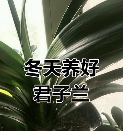 君子兰梅根的养护时间与开花条件是什么？