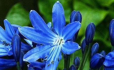 蓝色牡丹花蕊的颜色是什么？