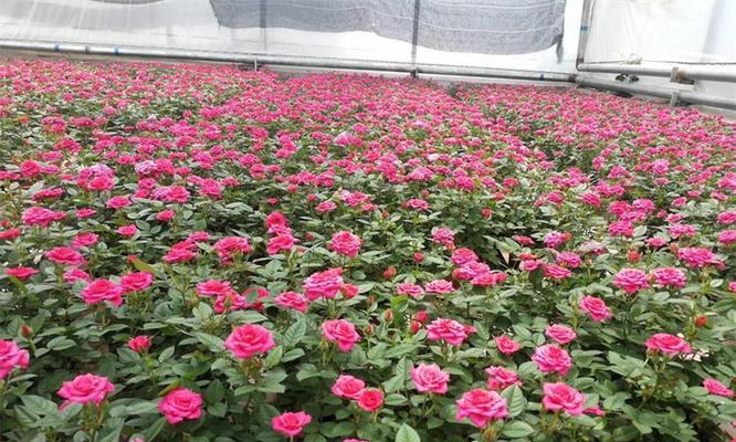 玫瑰花育苗需要多长时间？