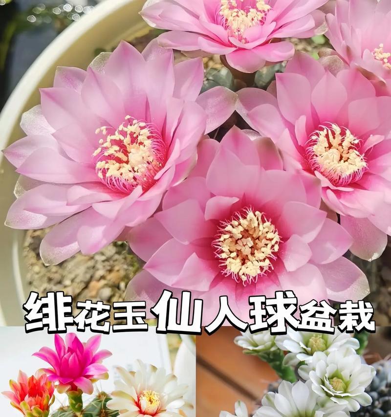荣耀仙人球的开花时间是什么时候？