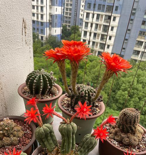 荣耀仙人球的开花时间是什么时候？