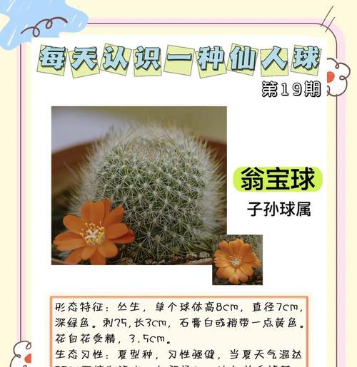仙人球使用自动浇水是否合适？原因何在？