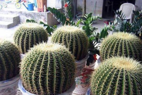 仙人球使用自动浇水是否合适？原因何在？