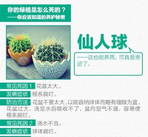 仙人球使用自动浇水是否合适？原因何在？