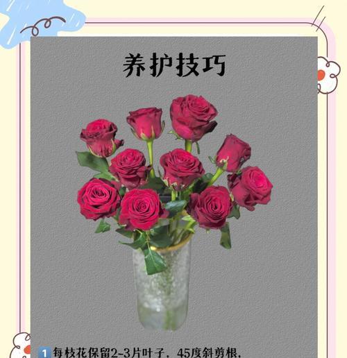 种植玫瑰花的步骤和注意事项有哪些？