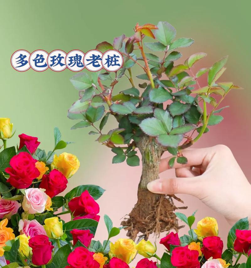 假保湿玫瑰花搭配哪种花盆更显美观？