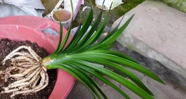 如何种植君子兰才能使叶片更加宽大？