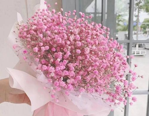 粉色满天星的花语是什么？它寓意着什么？