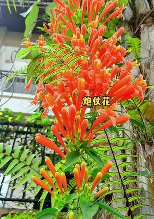 炮仗花的花语代表什么？