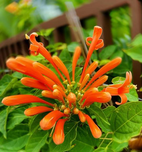 炮仗花的花语代表什么？