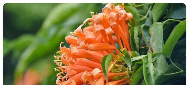 炮仗花的花语代表什么？