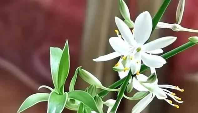 吊兰的花语是什么？它象征着什么？