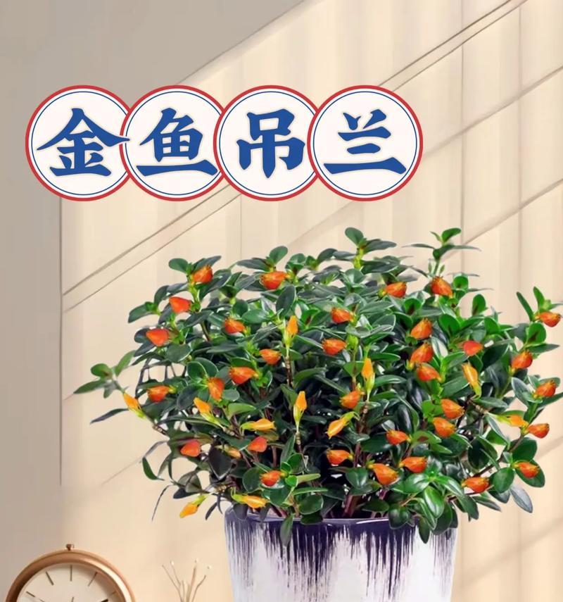 吊兰的花语是什么？它象征着什么？