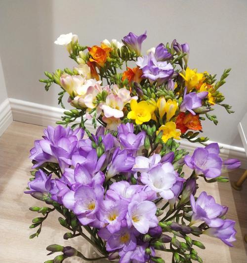 紫色君子兰的花语有哪些含义？