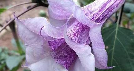 紫色君子兰的花语有哪些含义？