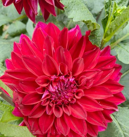 绣球花红色花语代表了什么？