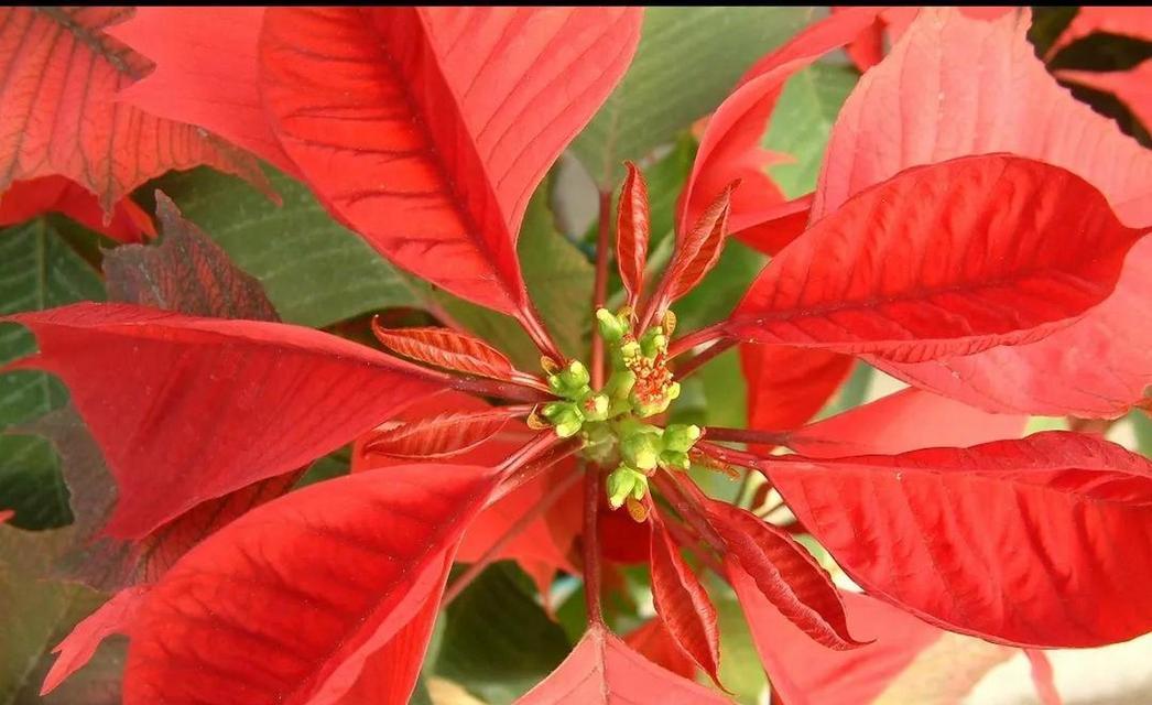 绣球花红色花语代表了什么？
