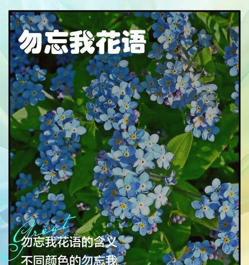 勿忘我花语适合搭配什么花？
