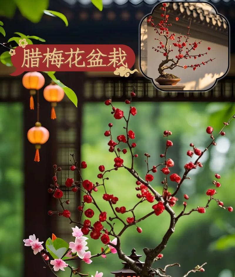 红腊梅花语代表了什么？