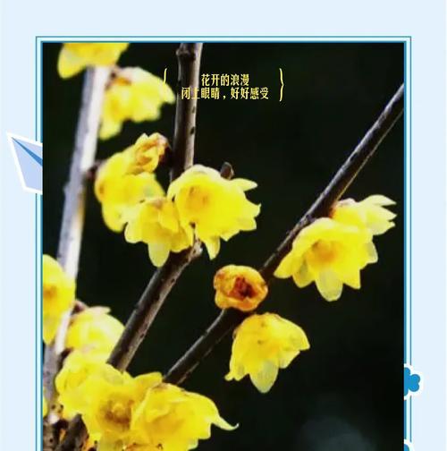 红腊梅花语代表了什么？