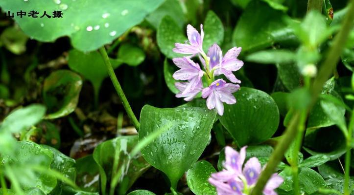 凤眼莲花的花语有哪些含义？