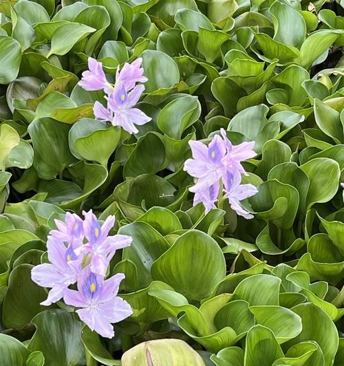 凤眼莲花的花语有哪些含义？