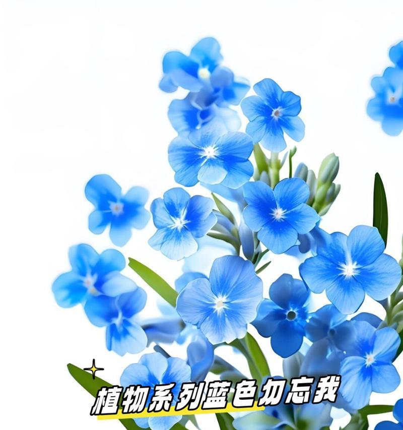 勿忘我花的花语是什么？勿忘我代表了什么？