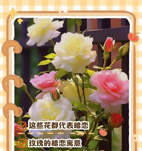 粉色金枝玉叶的花语是什么？粉色金枝玉叶有何寓意？