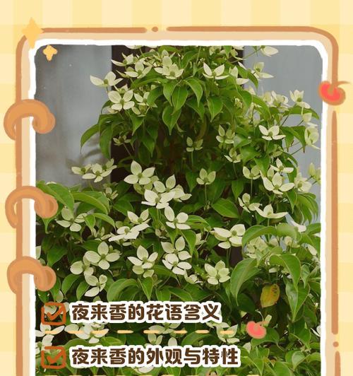 花语相关的名词有哪些？它们各自代表了什么？
