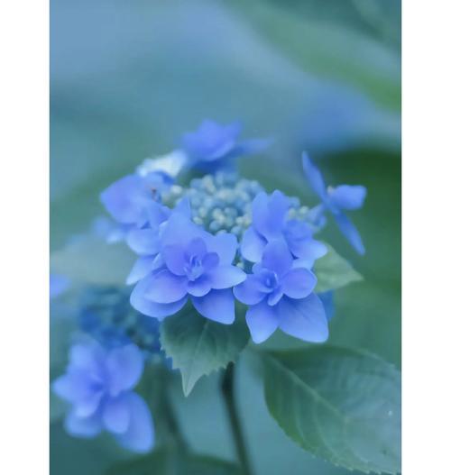 绣球花的花语是什么？它背后有哪些美丽的故事？