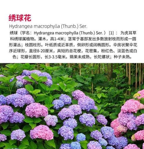 绣球花的花语是什么？它背后有哪些美丽的故事？