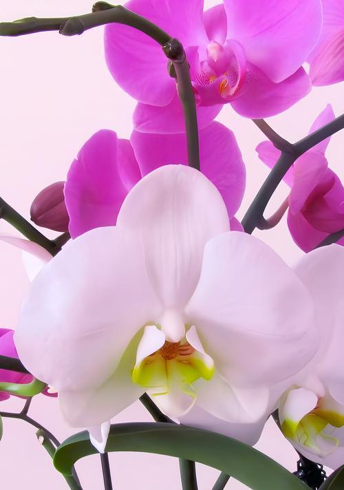 素心兰花的花语和寓意是什么？它象征着怎样的品质？
