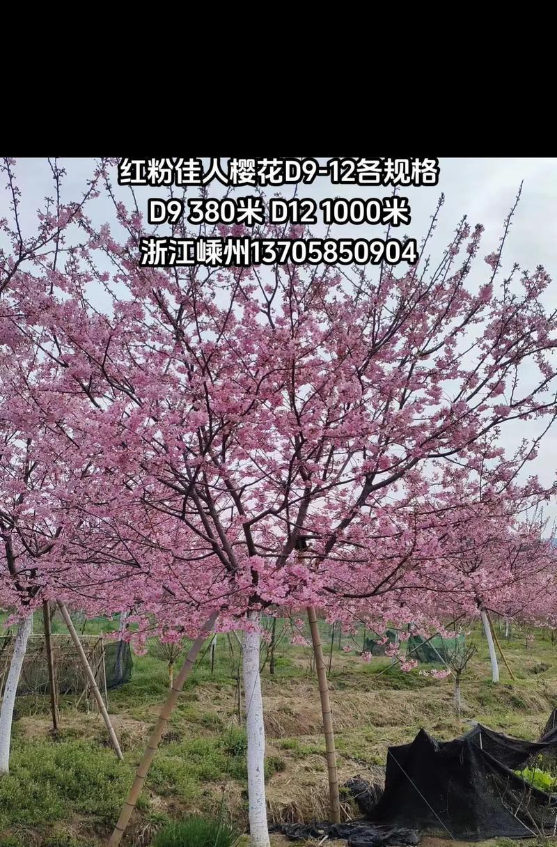 粉佳人的花语是什么？它在花语中代表了什么？