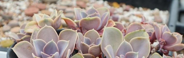 紫罗兰紫珍珠的花语是什么？它象征着怎样的情感？